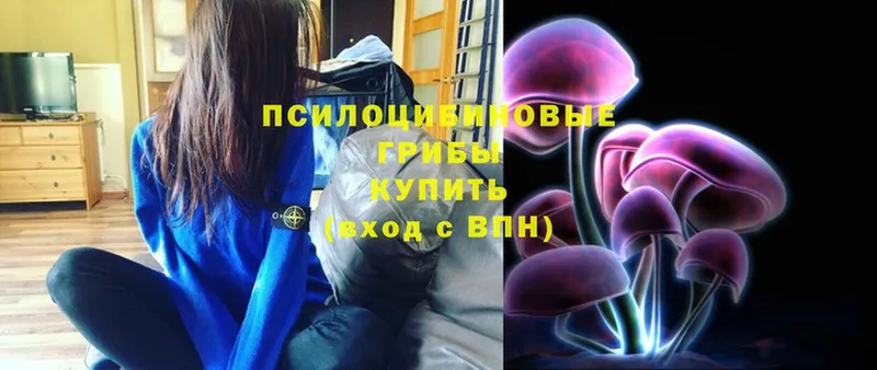 Псилоцибиновые грибы Psilocybe  Лениногорск 