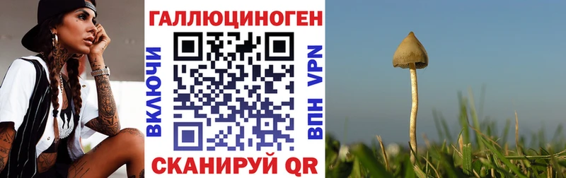 Псилоцибиновые грибы Cubensis Лениногорск